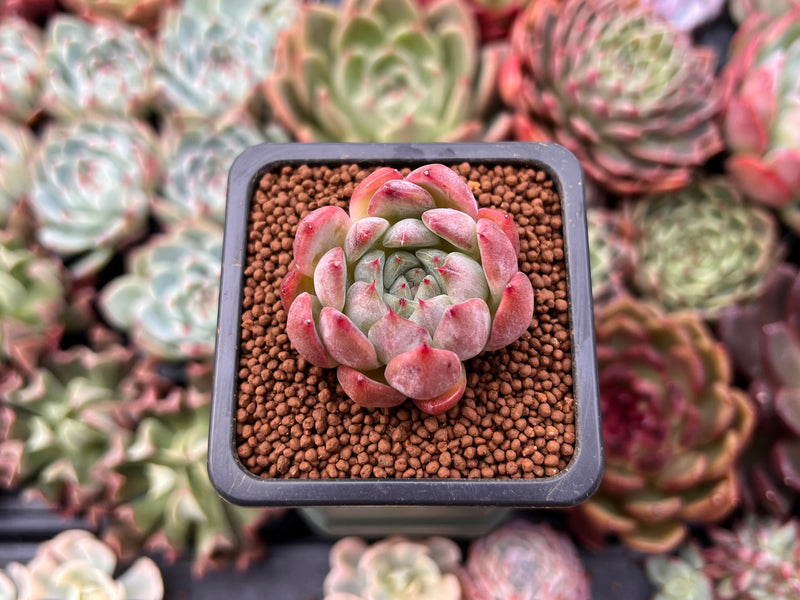 succulent in chinese Echeveria 'Piano' 1" Succulent Plant – True Succulents Plant Co
