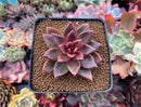Echeveria Agavoides sp. 3" Succulent Plant