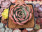 Echeveria 'Glam Pink' 3" Succulent Plant