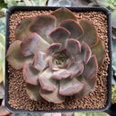 Echeveria 'Renoir' 3" Succulent Plant
