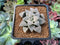 Haworthia Pygmaea 'Snow Ball' 2"-3" Succulent Plant