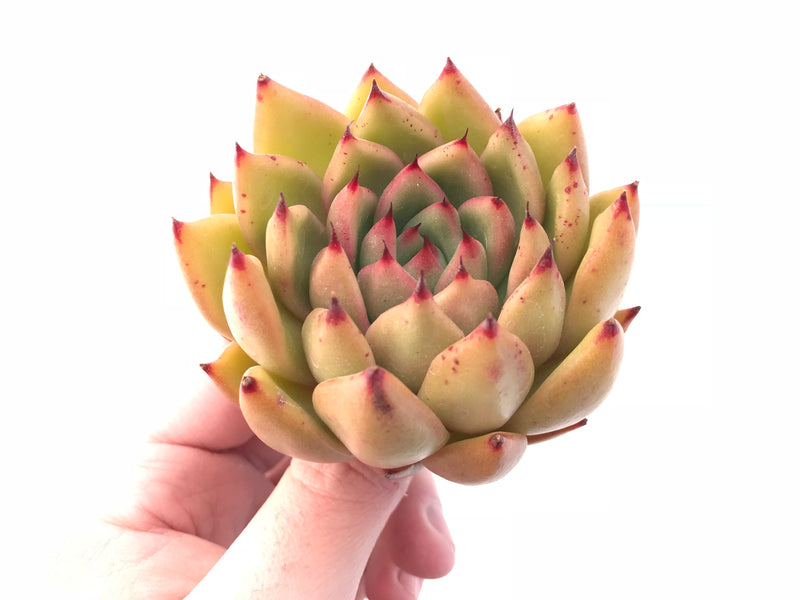 Echeveria Agavoides Maria 4” Rare Succulent Plant