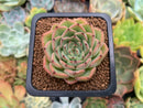 Echeveria 'Melanie' 1" Succulent Plant