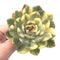Echeveria 'Pulidonis' Variegated 3" Rare Succulent Plant