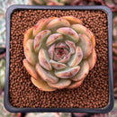 Echeveria 'Mirine' 1" Succulent Plant