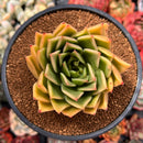 Echeveria Agavoides 'Miranda' 3"-4" Succulent Plant