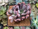 Echeveria 'Cupid' 2"-3" Succulent Plant