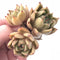 Echeveria Agavoides Unique Specimen 3” Rare Succulent Plant