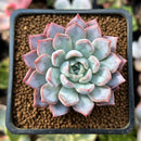 Echeveria 'Basel' 1"-2 New Hybrid Succulent Plant