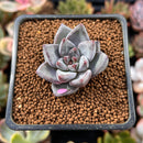 Echeveria 'Tremolo' 1" Succulent Plant