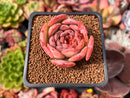 Echeveria 'Lovely' 2" Succulent Plant