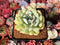 Echeveria 'Yusuke' 3" Succulent Plant