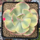 Echeveria 'Enfant' Variegated 2"-3" Succulent Plant