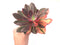 Echeveria 'Hanaikada' Variegated 6" Large Succulent Plant