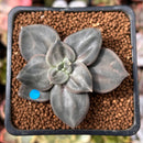 Echeveria 'Xichuensis' 2" Succulent Plant