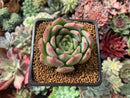 Echeveria 'Bradley' 2" Succulent Plant