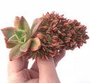 Echeveria Peony Crested Cluster 4” Rare Succulent Plant