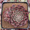 Echeveria 'Muhly' 3" Succulent Plant