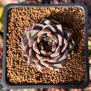 Echeveria Hybrid sp. 1"-2" Succulent Plant