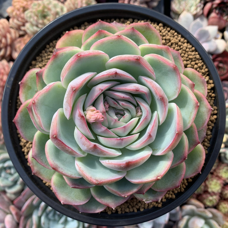 silhouette succulent Echeveria 'Silhouette' Extra Large 6