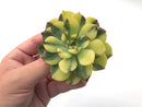 Echeveria 'Pulidonis' Variegated Round Leaf Selected Clone 3" Succulent Plant