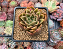 Echeveria Agavoides 'Walshire' 2"-3" Succulent Plant