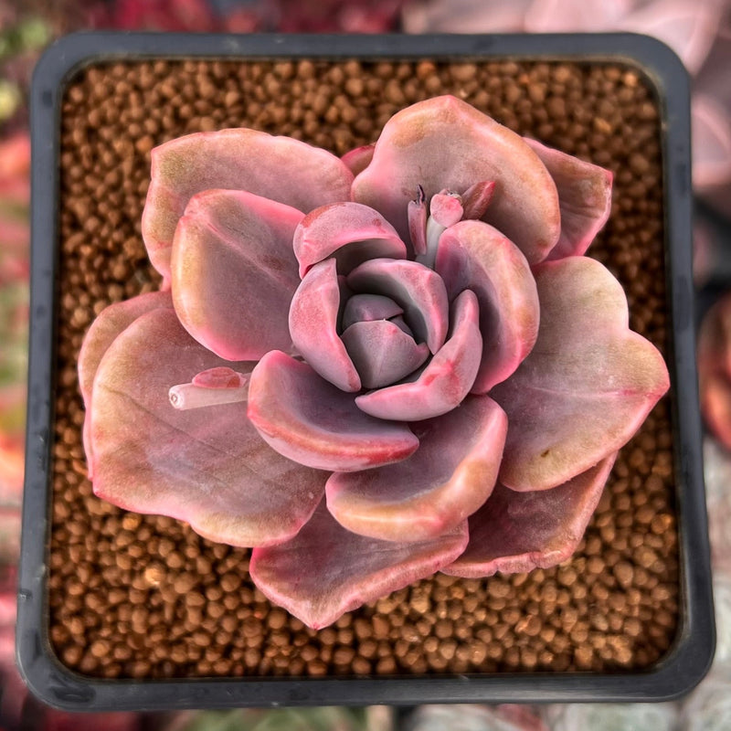 mrs richards succulent Graptoveria 'Mrs. Richards' Variegated 2