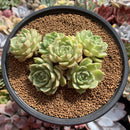 Echeveria 'Ben Badis' Cluster 4" Succulent Plant