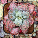 Echeveria 'Linguas' 4"-5" Large Cluster Succulent Plant