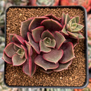 Echeveria 'Zestar' 2" Cluster Succulent Plant