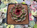 Echeveria Agavoides 'Eclipse' 3" Succulent Plant