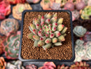 Pachyphytum 'Yeonji' 2" Succulent Plant