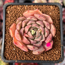 Echeveria 'Zaragoza' Hybrid 2" Succulent Plant
