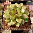 Echeveria 'Black Rose' Hybrid 2" Succulent Plant