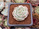 Echeveria 'Love Wave' 1" Succulent Plant