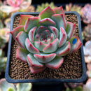Echeveria 'Estrella' 2" Succulent Plant