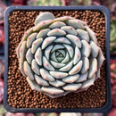 Echeveria 'Clara' 1" Succulent Plant