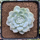 Echeveria 'Elsa' 2"-3" Succulent Plant