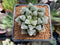 Haworthia sp. 2" Succulent Plant