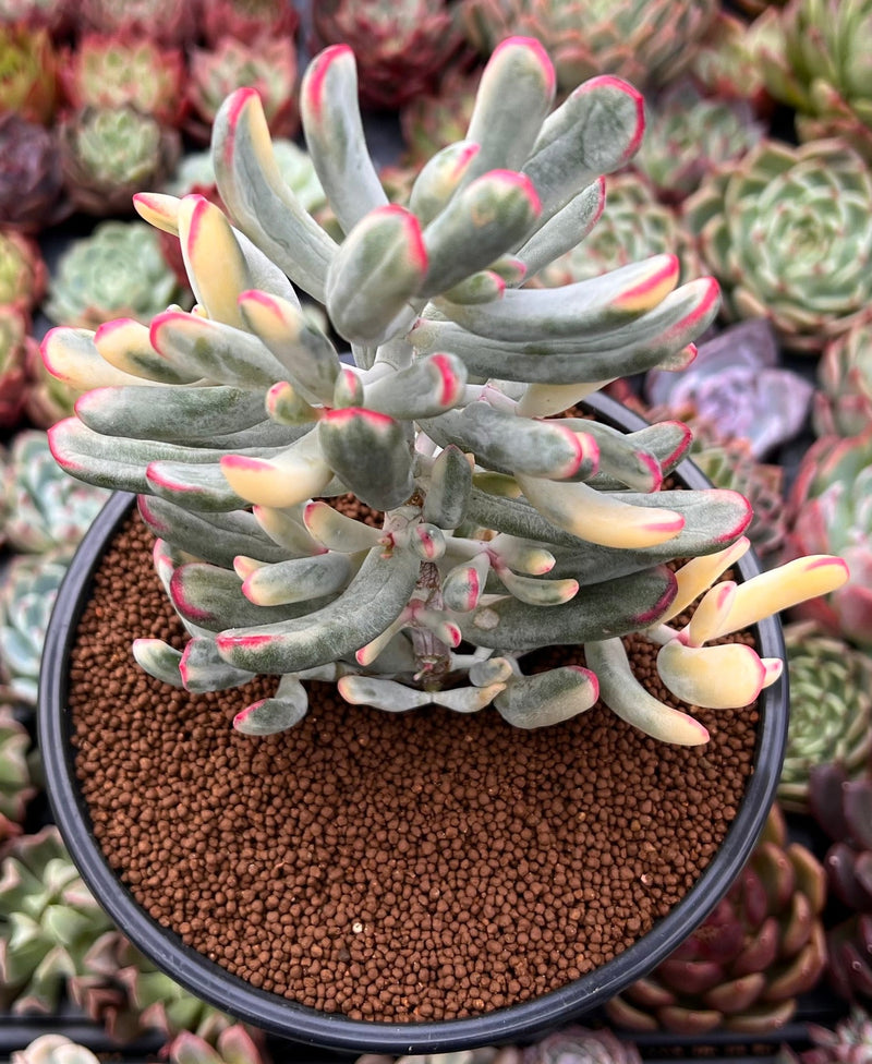 Cotyledon 'Orbiculata' Variegated 4"-5" Large Cluster Succulent Plant   True Succulents Plant Co.