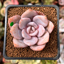 Echeveria 'Florence' 2" Succulent Plant