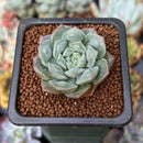 Echeveria 'Snow Drop' 1" New Hybrid Succulent Plant
