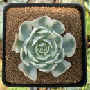 Echeveria 'Compton Carousel' 2"-3" Succulent Plant