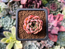 Echeveria 'Sarahime' x 'Indigo' Seed-grown Hybrid 1" New Hybrid Succulent Plant
