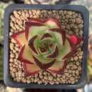 Echeveria Agavoides 'Maria' Superclone 1" Succulent Plant