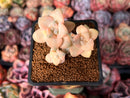 Graptoveria 'Titubans' Variegated 2” Succulent Plant