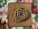 Echeveria Agavoides 'Black Queen' Round-Leaf 2" Succulent Plant