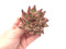 Echeveria Agavoides ‘Sirius’ 3" Rare Succulent Plant