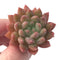 Echeveria 'Pink Top' 2" New Hybrid Succulent Plant