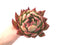 Echeveria Agavoides 'Helia' 6" Rare Succulent Plant